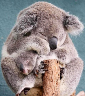 Koala mom and baby via Selene on Facebook
