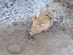 Coyote Foot Traps