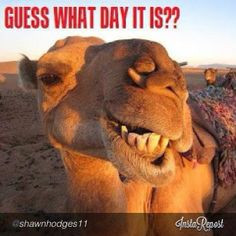 Hump Day! #Wednesday #HumpDay #Camel #funny #humor