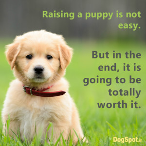 20 Dog Quotes that will make you Hug your Dog Tightly!