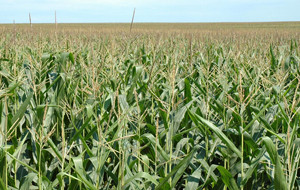 report bearish for corn futures, according to Dow Jones , which quotes ...