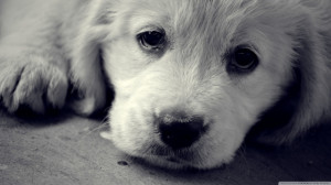 sad eyes puppy dog wallpaper