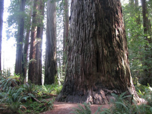 Giant Redwood Tree Stout Grove