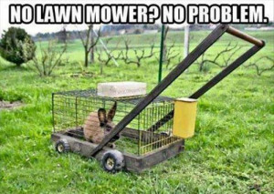 No lawn mower – animal meme