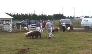 The Pig Showmanship Contest