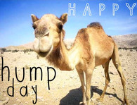 week wednesday bill 2015 02 11 13 41 06 hump day camel quotes quote ...
