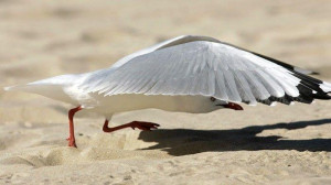 funny gull pictures