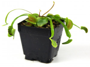 Dionaea muschipula (Venus Fly Trap) 'King Henry'-