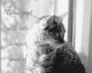 TIME SPENT With CATS Is Never Wasted, Sigmund Freud Quote Rescue Kitty ...