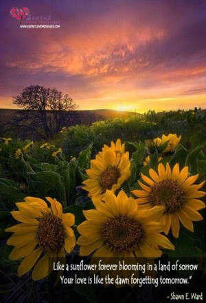 Like a sunflower forever blooming