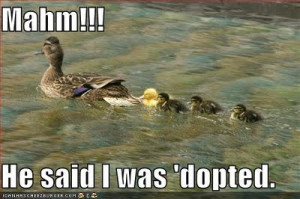 Funny Duck pictures
