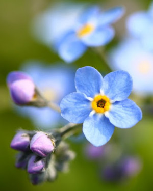 Friday's Flowers: Forget me not