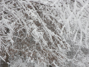 ... -where-all-christmas-blizzard-2010-snow-snow-tree-limbs-12.26.10.jpg