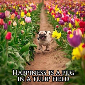 Happiness is a pug in a tulip field