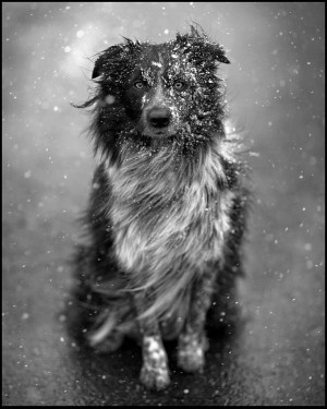 australian shepherd dog puppy cute snow winter portrait james walker ...