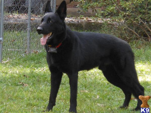 Black German Shepherd Police Dog