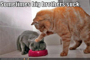 funny pictures of cats with captions