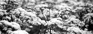 Black & White Snow on Flowers Facebook Cover