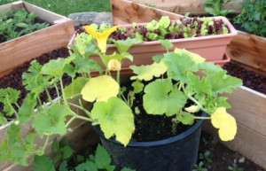 Growing Pumpkins In Containers