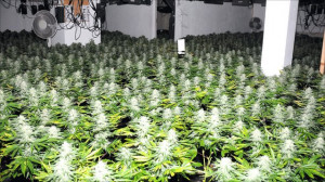 Biggest Outdoor Marijuana Plants
