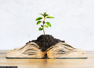 Seedling in moist soil, growing out of thick open book.