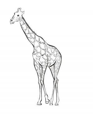 Some very beautiful pages of giraffe animal are presented as under: