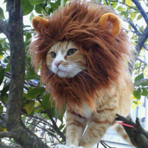 Lion's Mane Cat Hat 2
