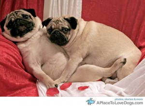 Pugs (UAU)