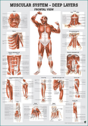 muscular system
