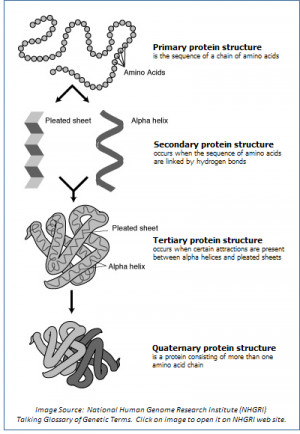 Image showing the four levels of protein structure: primary, secondary ...