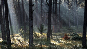 20 Beautifully Haunting Quotes