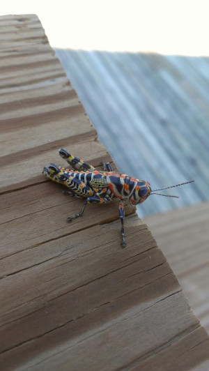 The coolest grasshopper I’ve ever seen