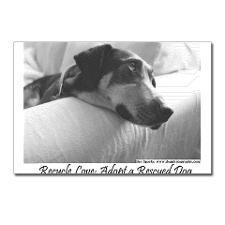 Cute Animal rescue quote Postcards (Package of 8)