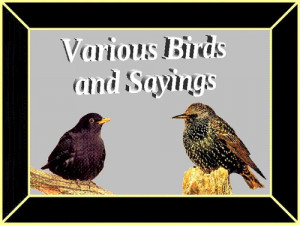 Birds And Sayings...