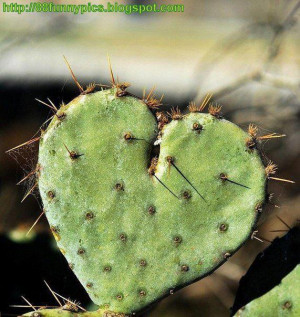 The Nature beauty the heart cactus Amazing ^_^