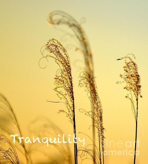 Tranquility - Inspirational Collection Print by Cindy Nearing