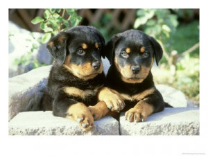 Rottweiler, Puppy Pair Relaxing
