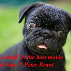 The Best Quotes from Harry and Peter Brant, Illustrated By Pugs