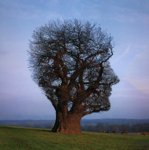 Tree, head shape, neurones mindfulness = brain training, re-