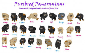 Pomeranians Image