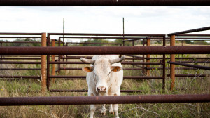 Galleries Related: Rodeo Quotes , Bull Riding Quotes And Sayings ,