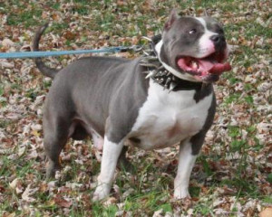 The Direct Grandson His Blood Line You Have Juan Gotti