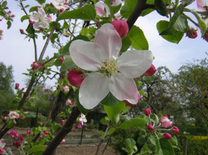 Apple Blossom by Josef Petrek