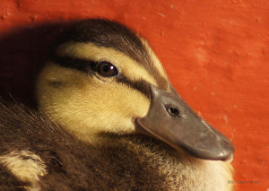 Duck Lips Photograph...