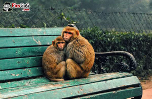 incoming search terms cute monkey love quotes monkey love wallpaper