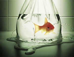 Helping the Helpless - Positively Good Productions