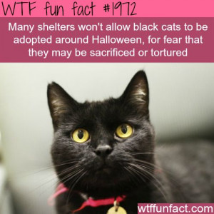 Black cats for halloween - WTF fun facts- in Japan, Black Cats are ...
