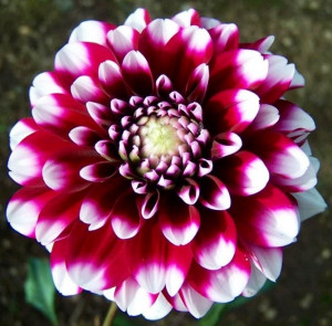 Red and white Dahlia via Selene on Facebook