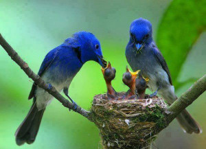 BIRDS FEEDING THEIR BABIES