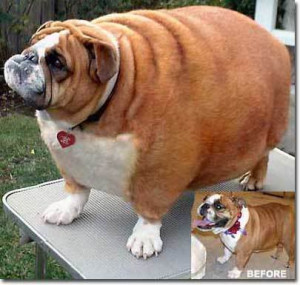 fat bulldogs funny, fat bulldogs